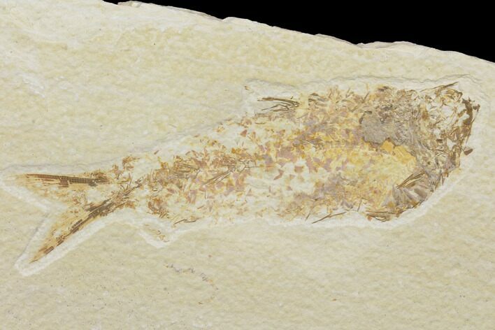 Bargain, Fossil Fish (Knightia) - Wyoming #121016